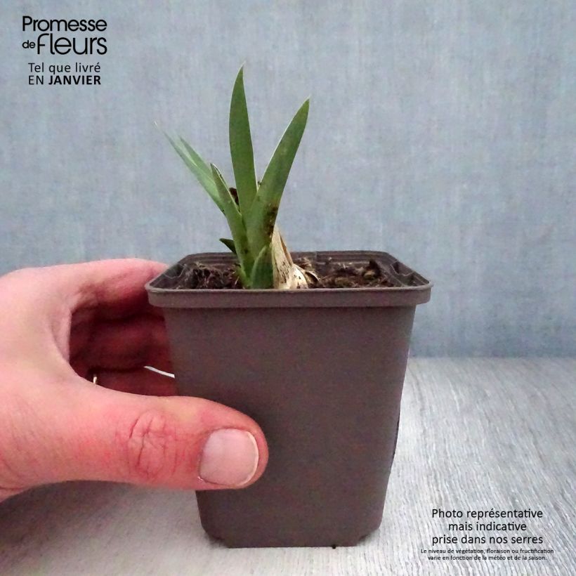 Spécimen de Iris germanica Casque d'Or - Iris des Jardins Godet de 8/9 cm, Calibre 4/6 tel que livré en hiver