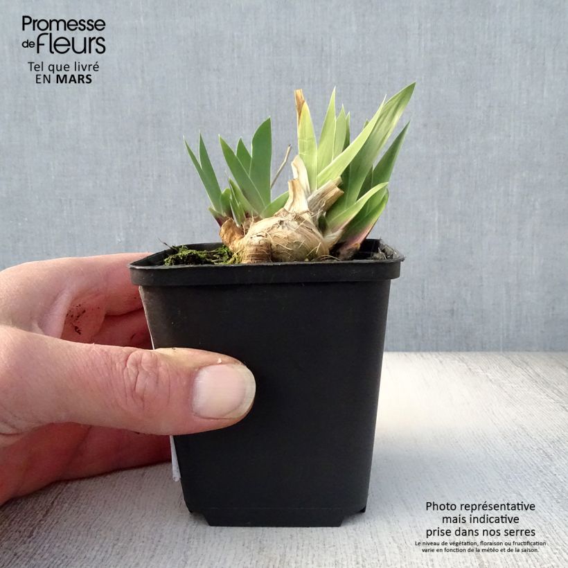 Spécimen de Iris germanica Cat's Eye - Iris des Jardins Lilliput Godet de 8/9 cm tel que livré au printemps