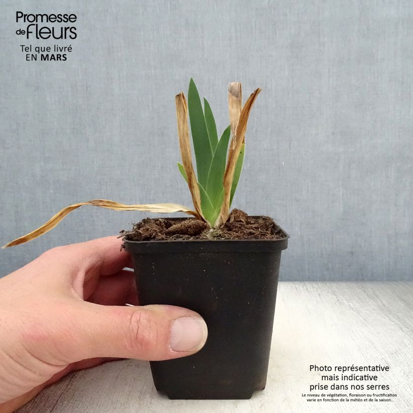 Spécimen de Iris germanica Chateau d Auvers Sur Oise Godet de 8/9 cm tel que livré au printemps