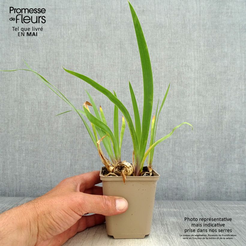Spécimen de Iris germanica Chelsea Bleu Godet de 8/9 cm tel que livré au printemps