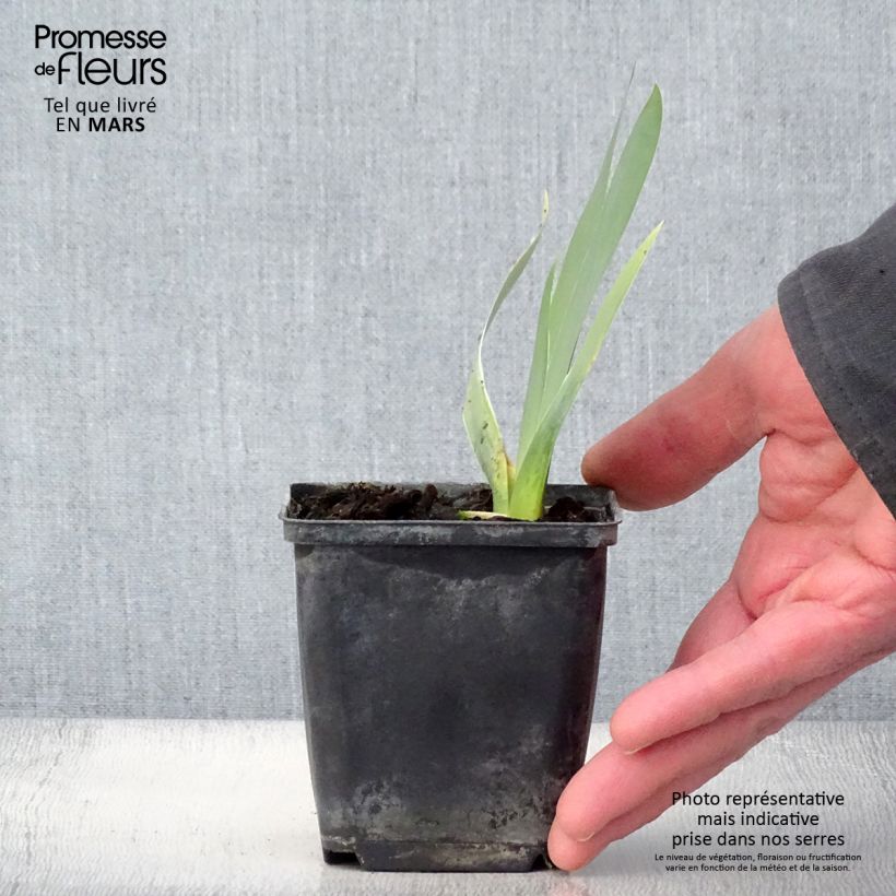 Spécimen de Iris germanica Ciel Gris sur Poilly Godet de 8/9 cm tel que livré au printemps