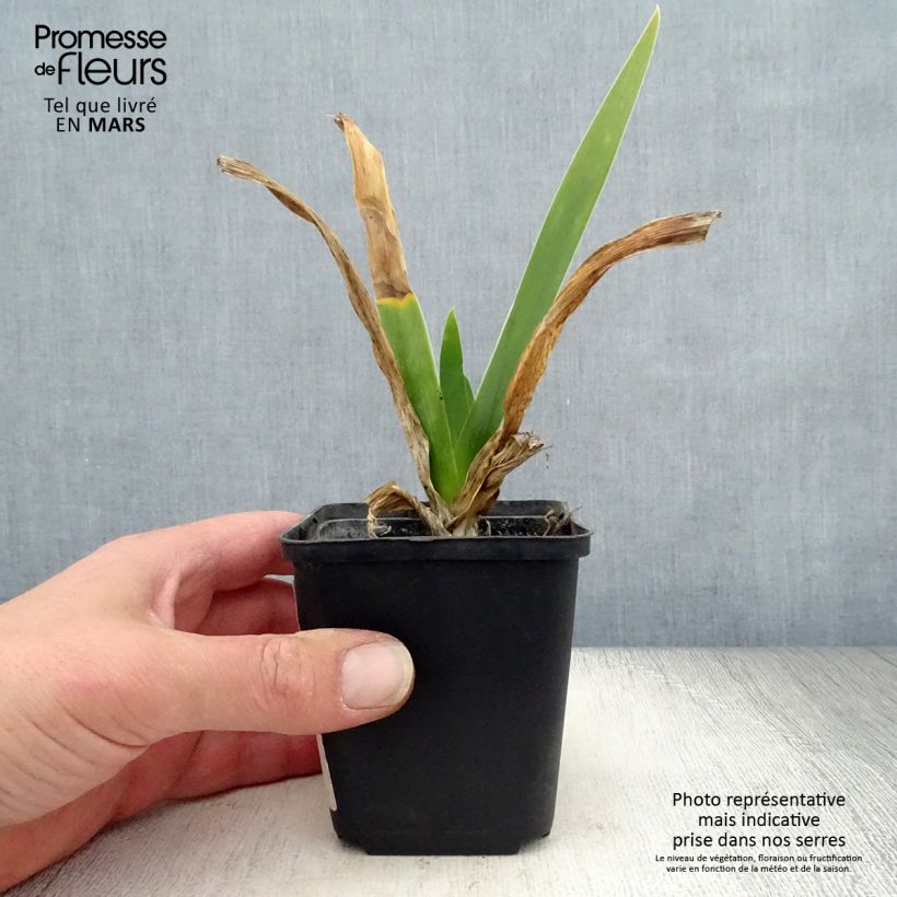 Spécimen de Iris germanica Cigarillo - Iris des Jardins Godet de 8/9 cm tel que livré au printemps