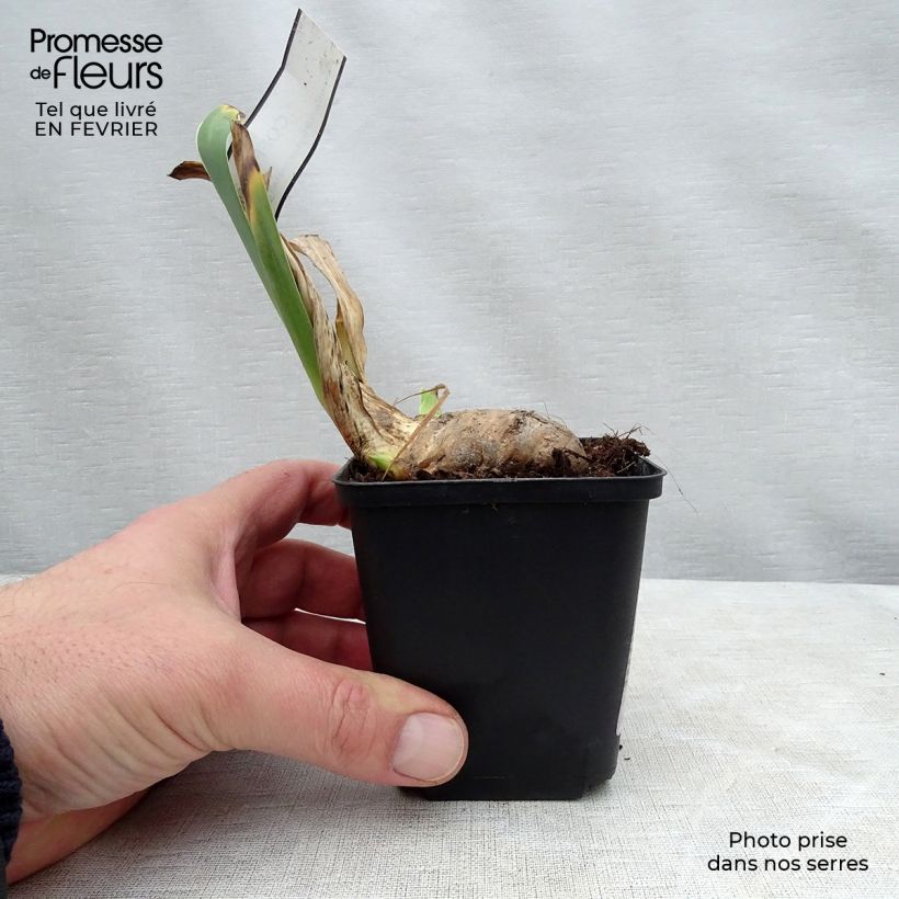Spécimen de Iris germanica Coffee Whisper - Iris des Jardins Godet de 8/9 cm tel que livré en hiver