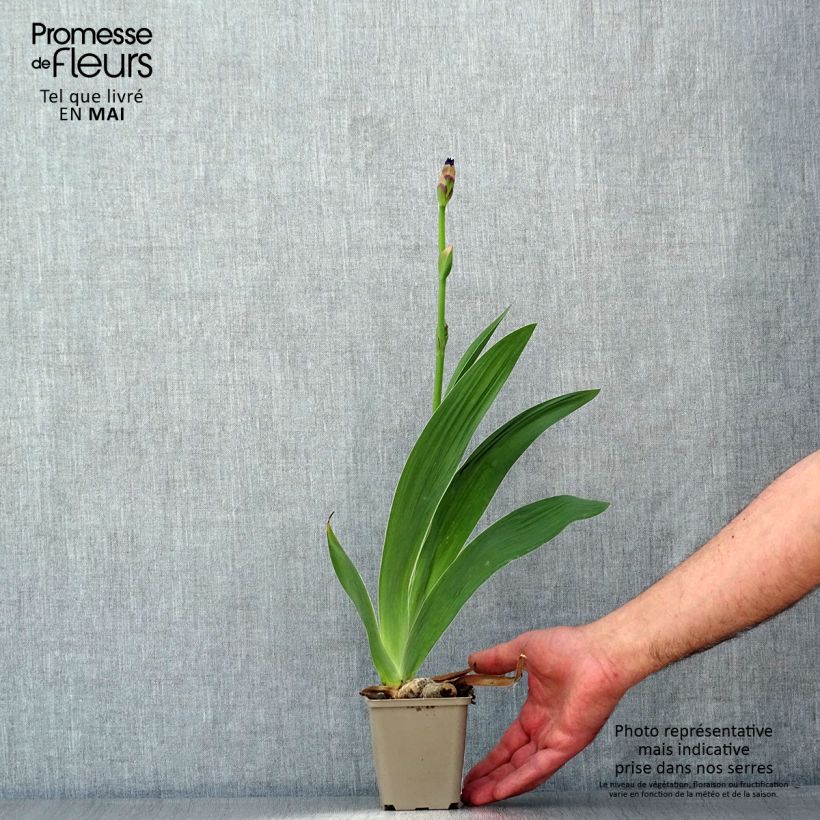 Spécimen de Iris germanica Confiserie - Iris des Jardins Godet de 8/9 cm tel que livré au printemps