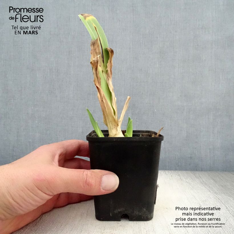 Spécimen de Iris germanica Dance Hall Dandy Godet de 8/9 cm tel que livré au printemps