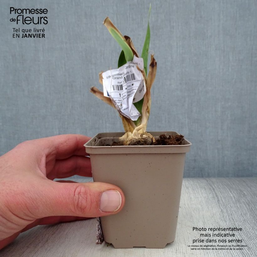 Spécimen de Iris germanica Déguisement - Grand Iris des Jardins  Godet de 8/9 cm tel que livré en hiver