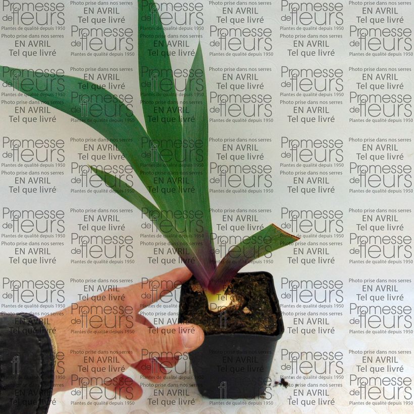 Exemple de spécimen de Iris germanica Ecstatic Echo Godet de 8/9 cm tel que livré