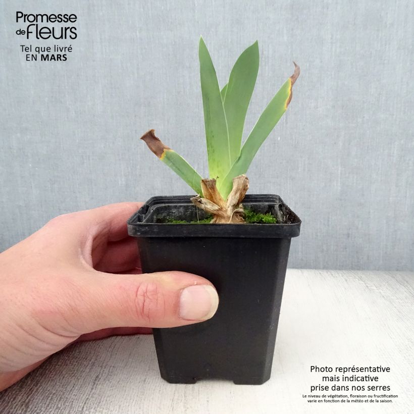 Spécimen de Iris germanica Edith Wolford - Iris des jardins Godet de 8/9 cm, Calibre 4/6 tel que livré au printemps