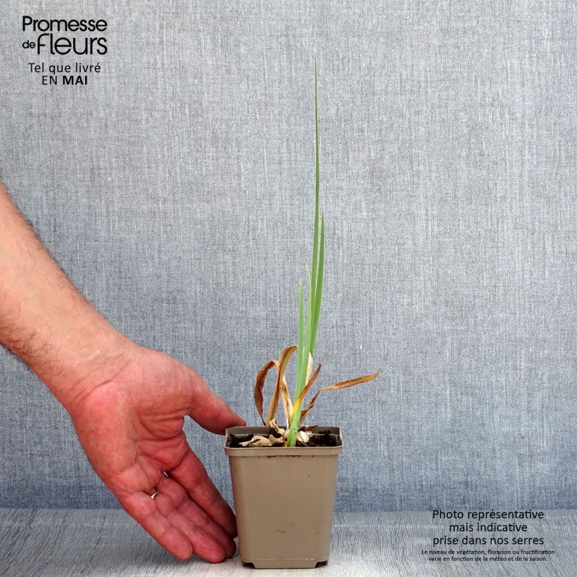 Spécimen de Iris germanica En Ebullition - Iris de Bordure Godet de 8/9 cm tel que livré au printemps