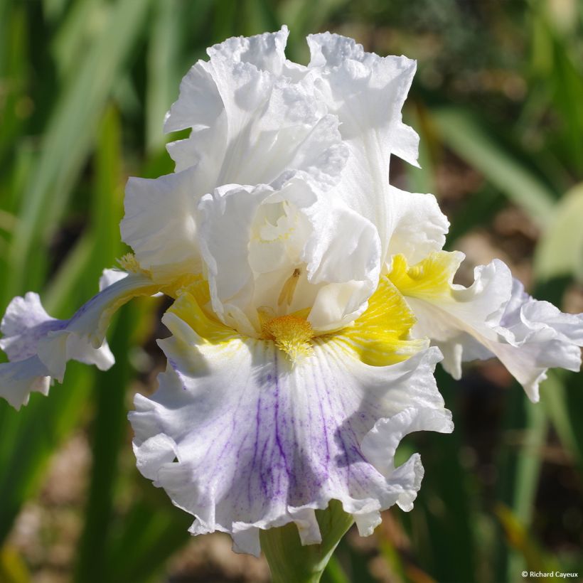 Iris germanica En Ebullition - Iris de Bordure (Floraison)