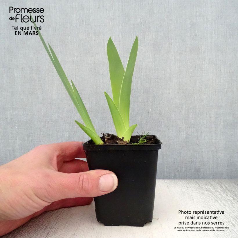 Spécimen de Iris germanica English Charm - Iris des jardins remontant Rhizome, Calibre 10/15, qualité extra tel que livré au printemps