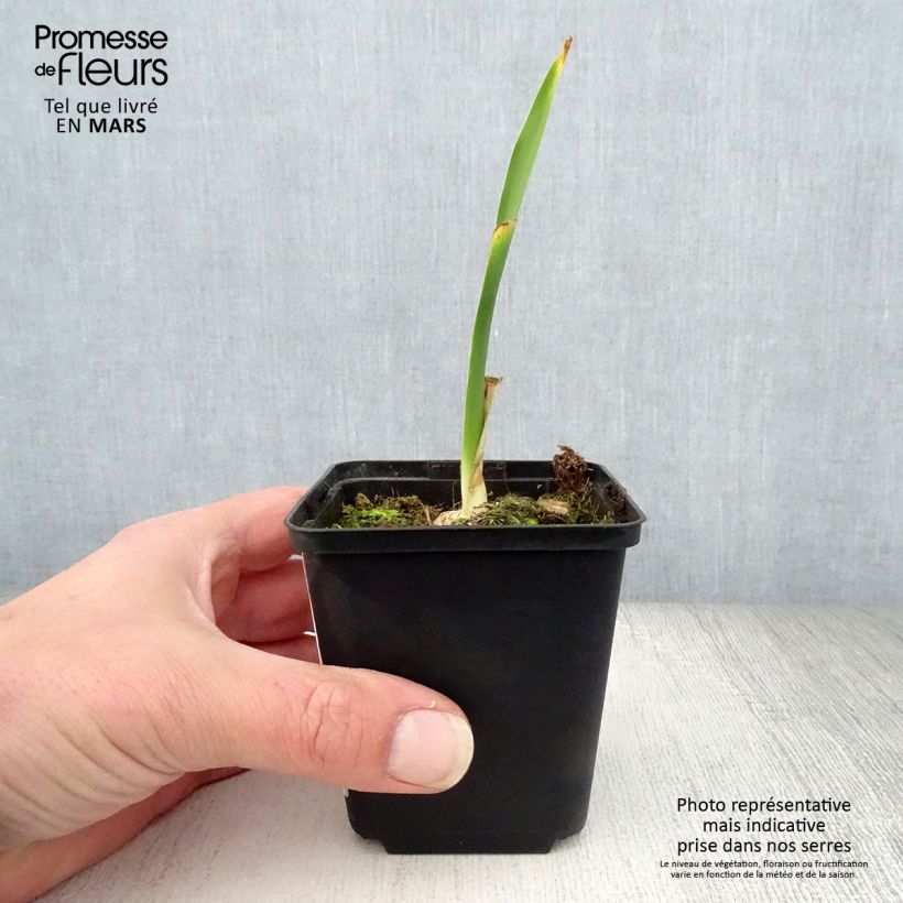 Spécimen de Iris germanica Fiery Temper - Iris des Jardins Godet de 8/9 cm, Calibre 4/6 tel que livré au printemps