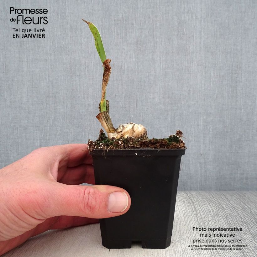 Spécimen de Iris germanica Frappé - Iris des Jardins remontant Godet de 8/9 cm, Calibre 4/6 tel que livré en hiver