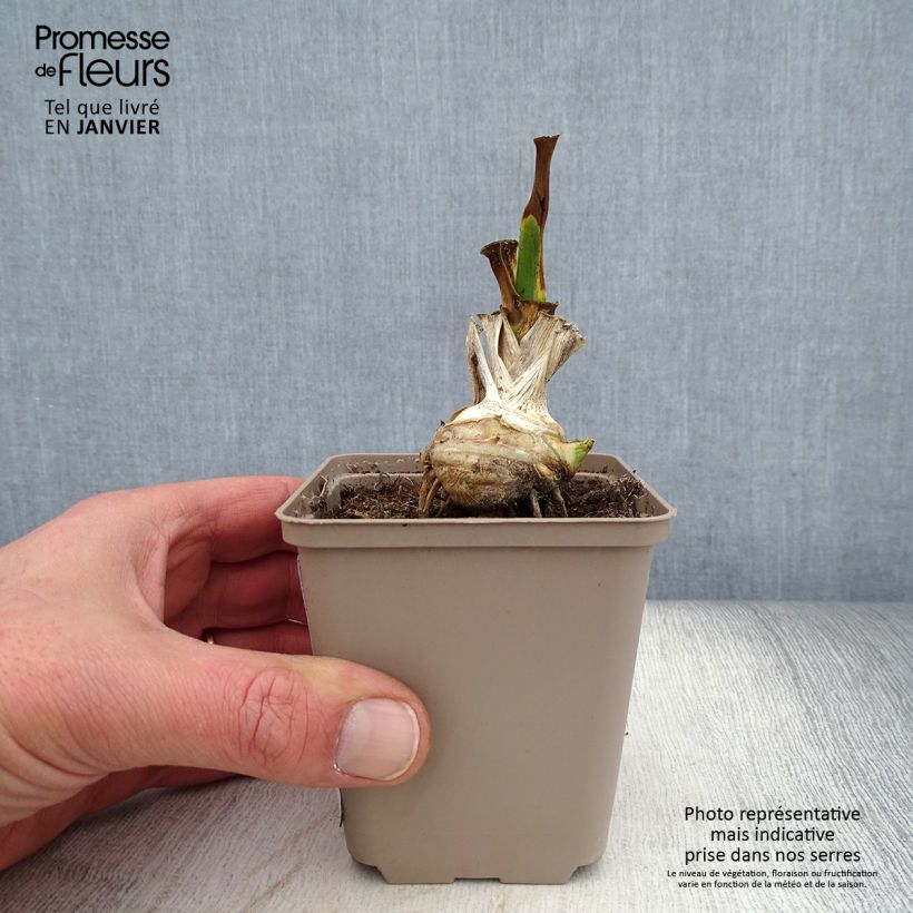 Spécimen de Iris germanica Fringe of Gold - Iris des Jardins Godet de 8/9 cm, Calibre 4/6 tel que livré en hiver