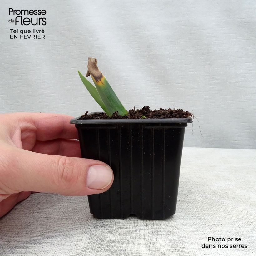 Spécimen de Iris germanica Gamay  Godet de 8/9 cm tel que livré en hiver