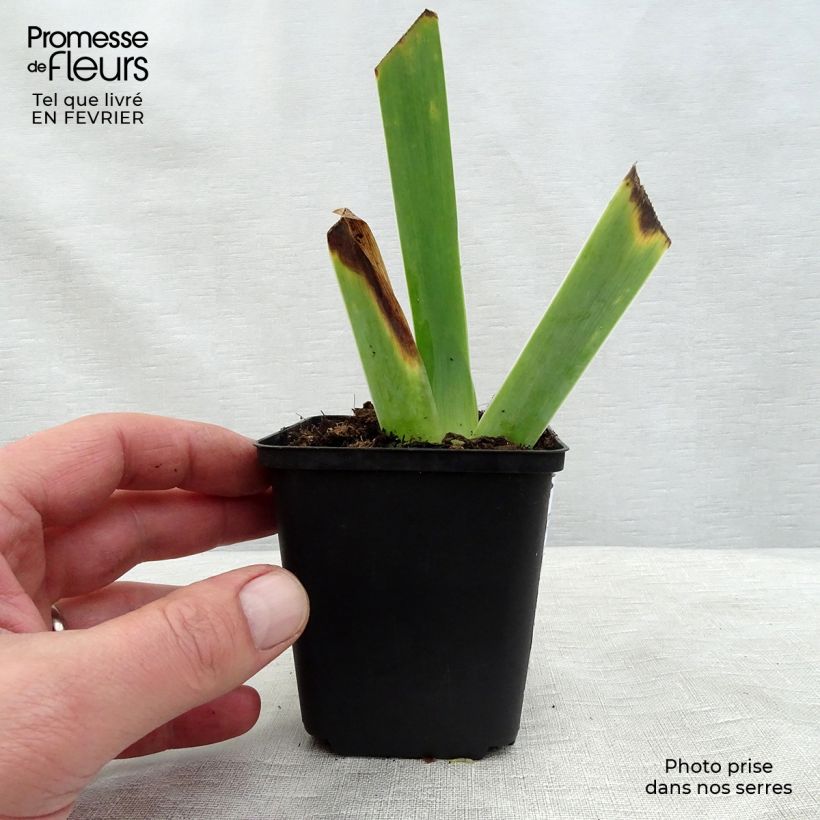 Spécimen de Iris germanica Ghost Train - Iris des Jardins Godet de 8/9 cm tel que livré en hiver