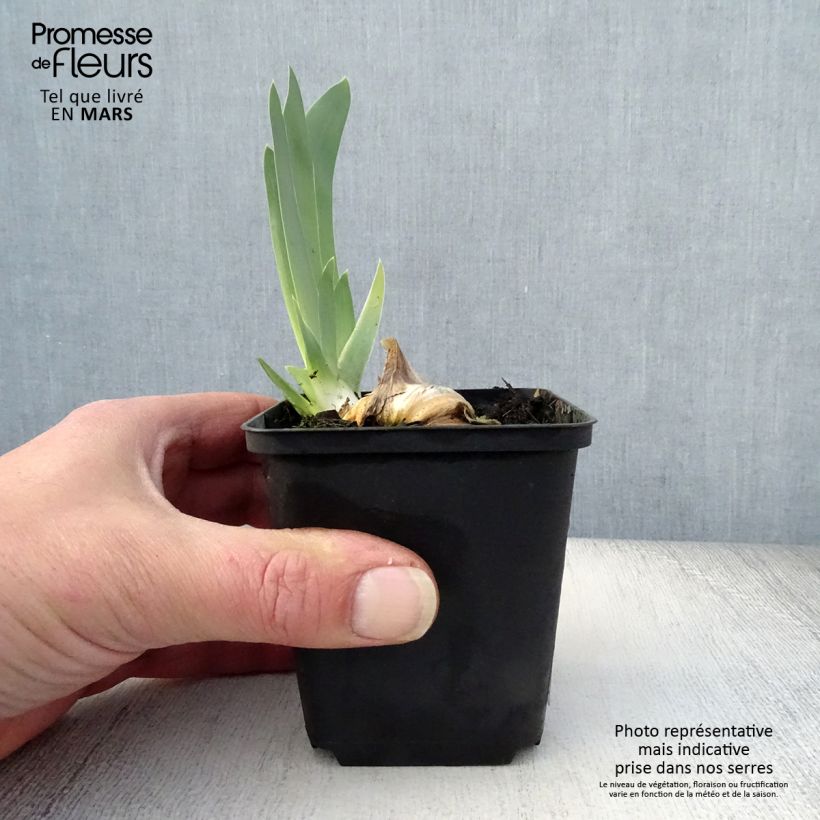 Spécimen de Iris germanica Gnu Blues Godet de 8/9 cm tel que livré au printemps