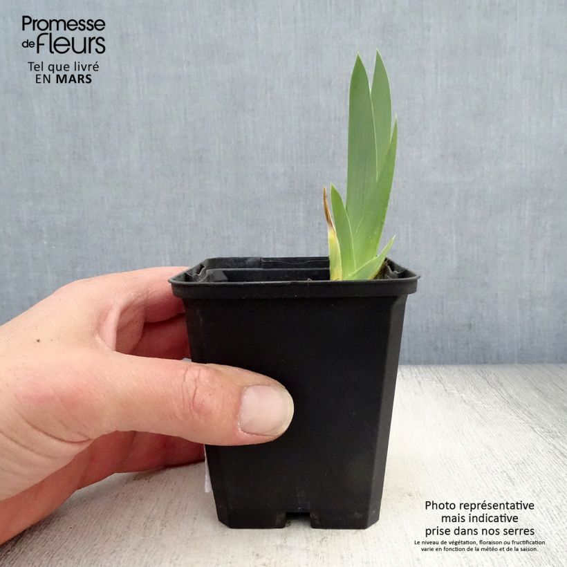 Spécimen de Iris germanica Gold Galore Godet de 8/9 cm tel que livré au printemps