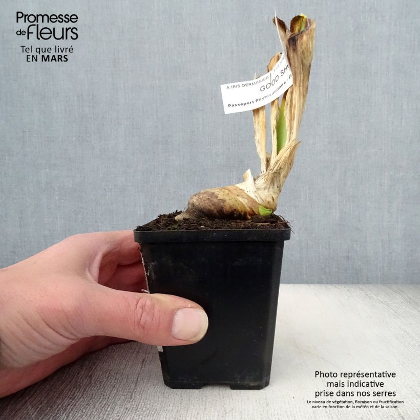 Spécimen de Iris germanica Good Show - Iris des Jardins Godet de 8/9 cm tel que livré au printemps