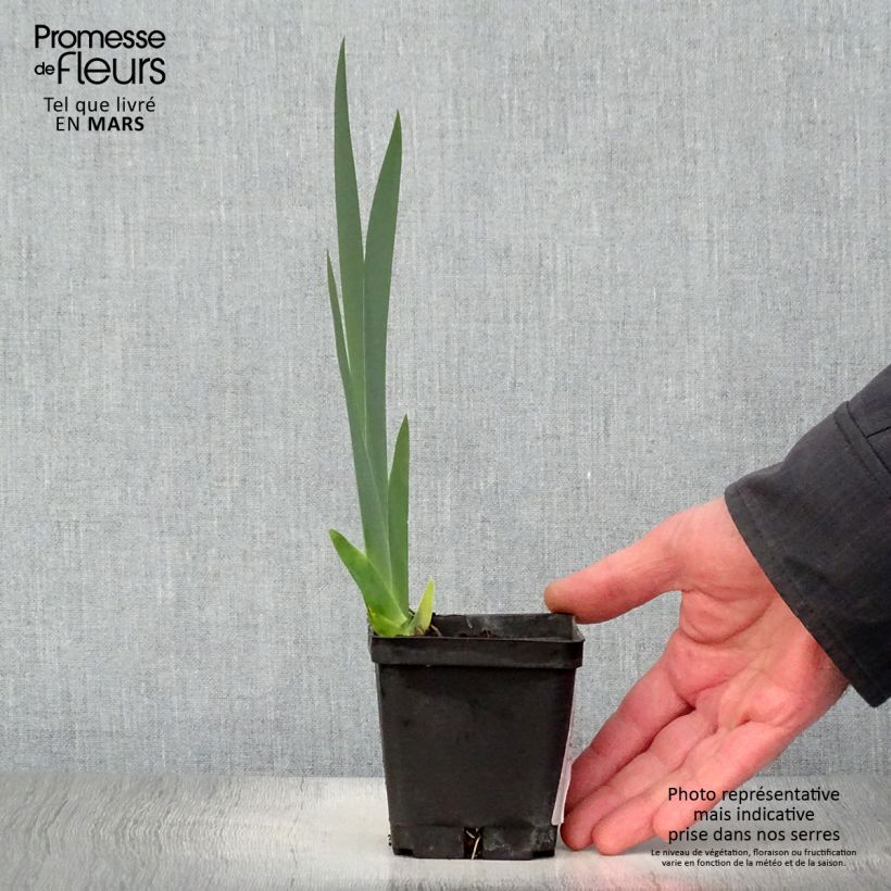 Spécimen de Iris germanica Grand Canari - Iris des Jardins Godet de 8/9 cm tel que livré au printemps