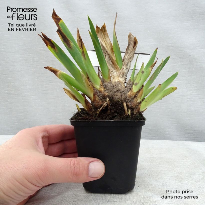Spécimen de Iris germanica Huckleberry Fudge - Iris des jardins Godet de 8/9 cm tel que livré en hiver