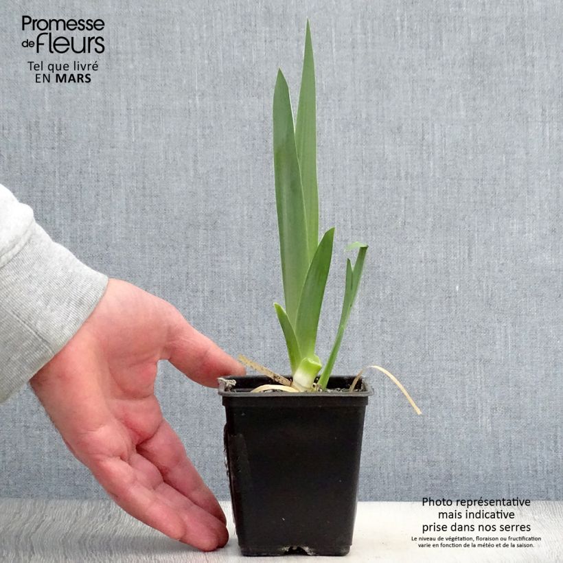 Spécimen de Iris germanica Hysteria - Iris des Jardins Godet de 8/9 cm tel que livré au printemps