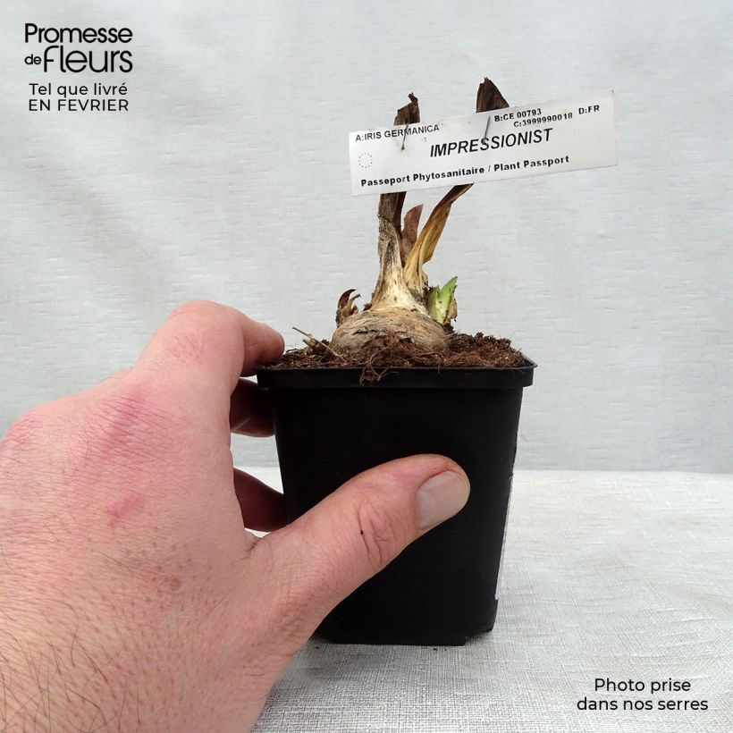 Spécimen de Iris germanica Impressionist Godet de 8/9 cm, Calibre 4/6 tel que livré en hiver