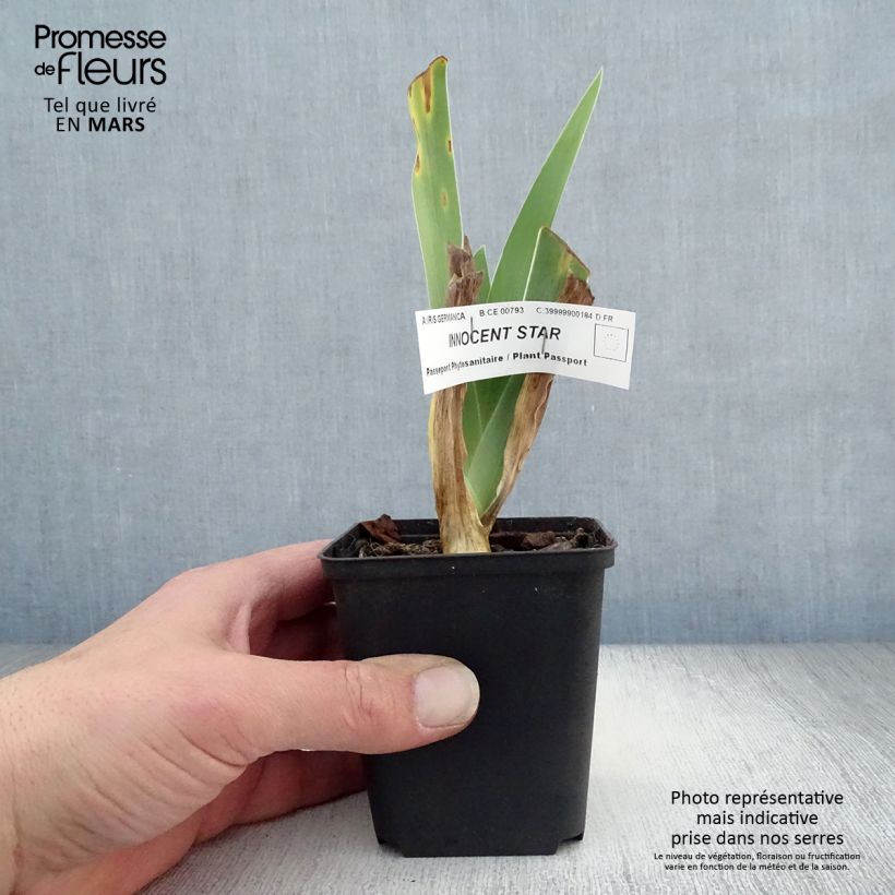 Spécimen de Iris germanica Innocent Star - Iris des Jardins remontant. Godet de 8/9 cm tel que livré au printemps