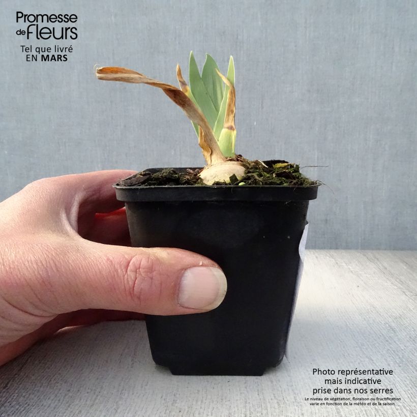 Spécimen de Iris germanica Irisades - Iris des Jardins Godet de 8/9 cm tel que livré au printemps