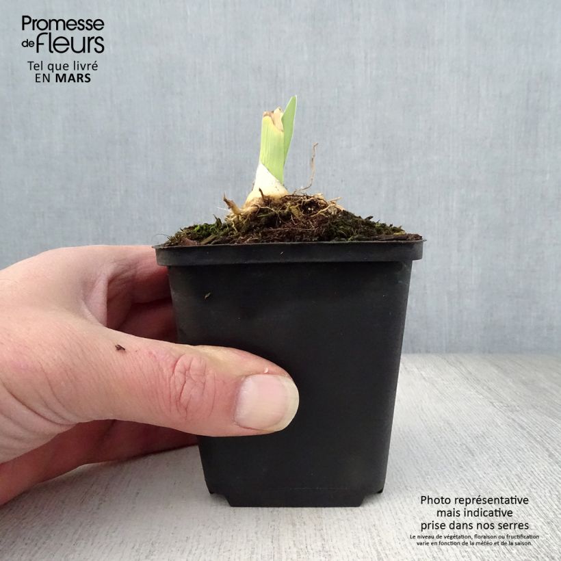 Spécimen de Iris germanica Jacques Cœur - Grand Iris des Jardins Godet de 8/9 cm tel que livré au printemps
