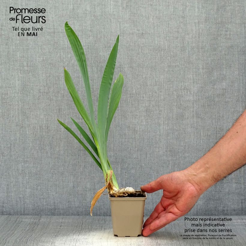 Spécimen de Iris germanica Je Vole - Iris des Jardins Godet de 8/9 cm tel que livré au printemps