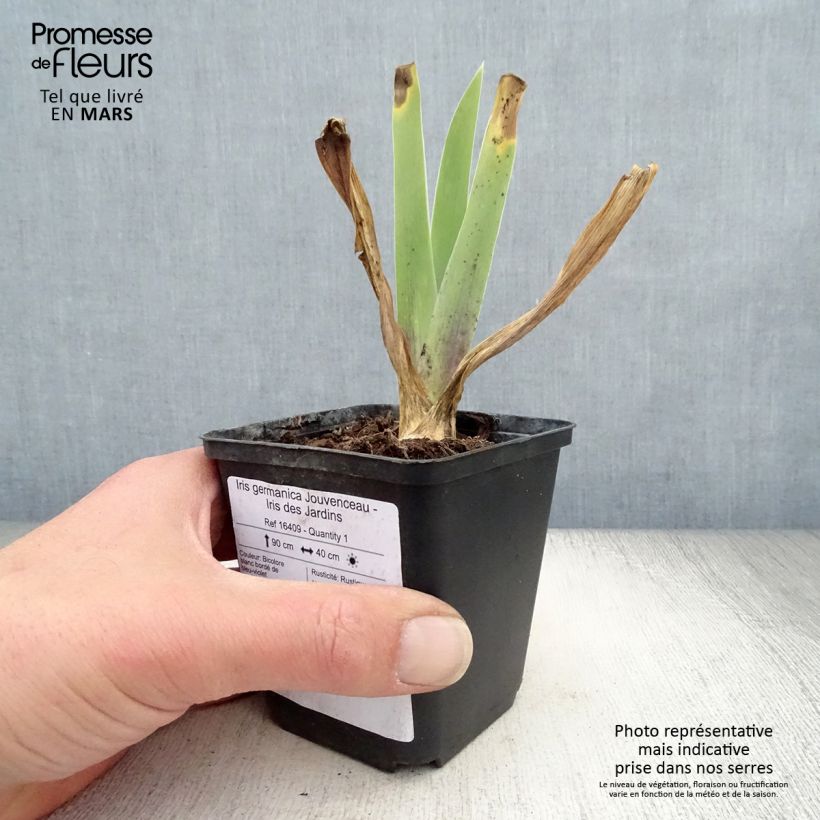 Spécimen de Iris germanica Jouvenceau - Iris des Jardins Rhizome, Calibre 10/15, qualité extra tel que livré au printemps