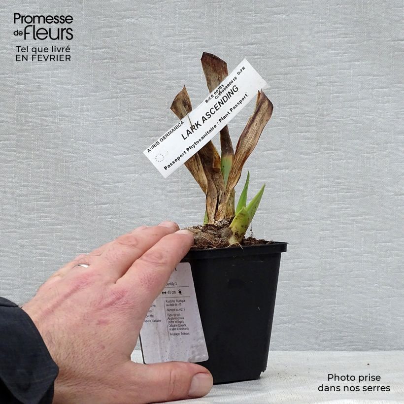 Spécimen de Iris germanica Lark Ascending Godet de 8/9 cm tel que livré en hiver