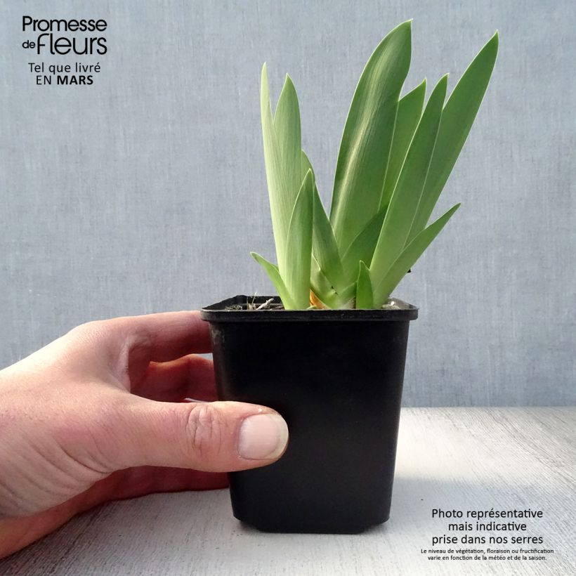 Spécimen de Iris germanica Late Lilac Godet de 8/9 cm, Calibre 4/6 tel que livré au printemps