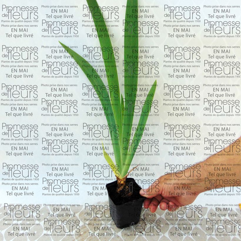 Exemple de spécimen de Iris germanica Latin Lady - Iris des Jardins Godet de 8/9 cm tel que livré