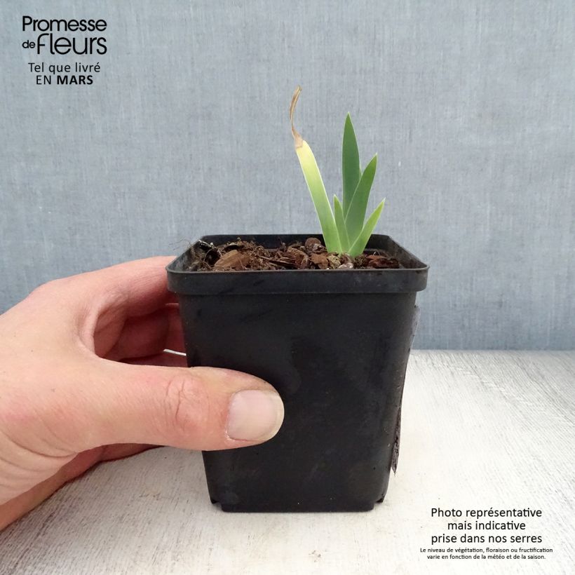 Spécimen de Iris germanica Ma Mie - Iris des Jardins Godet de 8/9 cm tel que livré au printemps