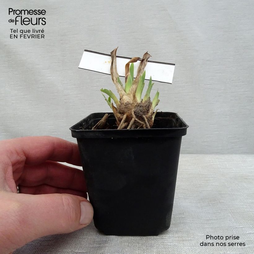 Spécimen de Iris germanica Making Eyes - Iris des Jardins Lilliput Godet de 8/9 cm tel que livré en hiver