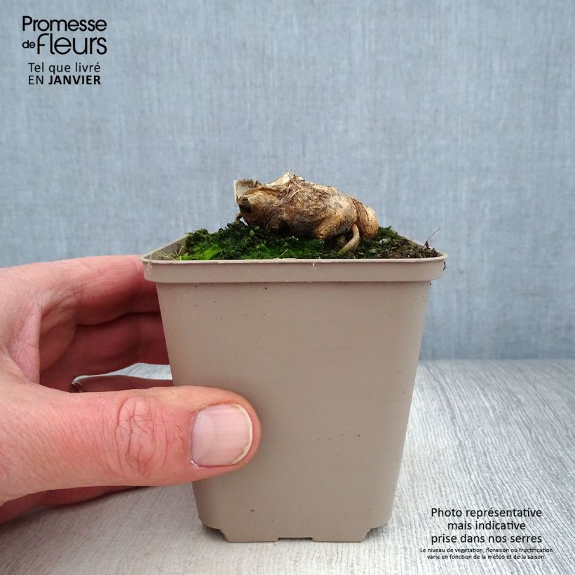 Spécimen de Iris germanica Man from Rio - Iris des Jardins Godet de 8/9 cm, Calibre 4/6 tel que livré en hiver