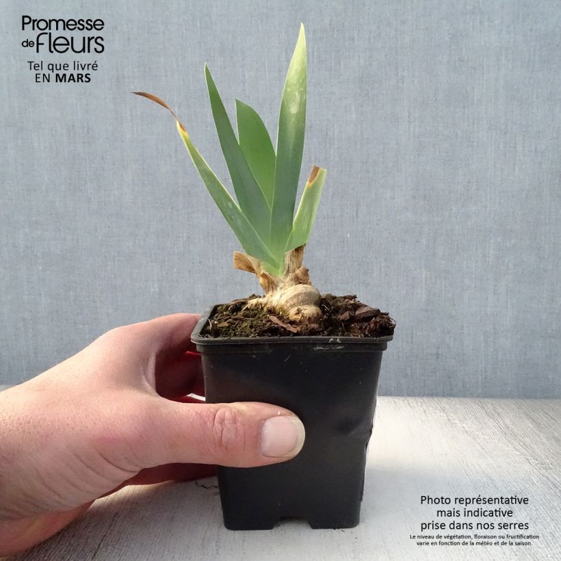 Spécimen de Iris germanica Marron Chaud - Iris des Jardins Godet de 8/9 cm tel que livré au printemps