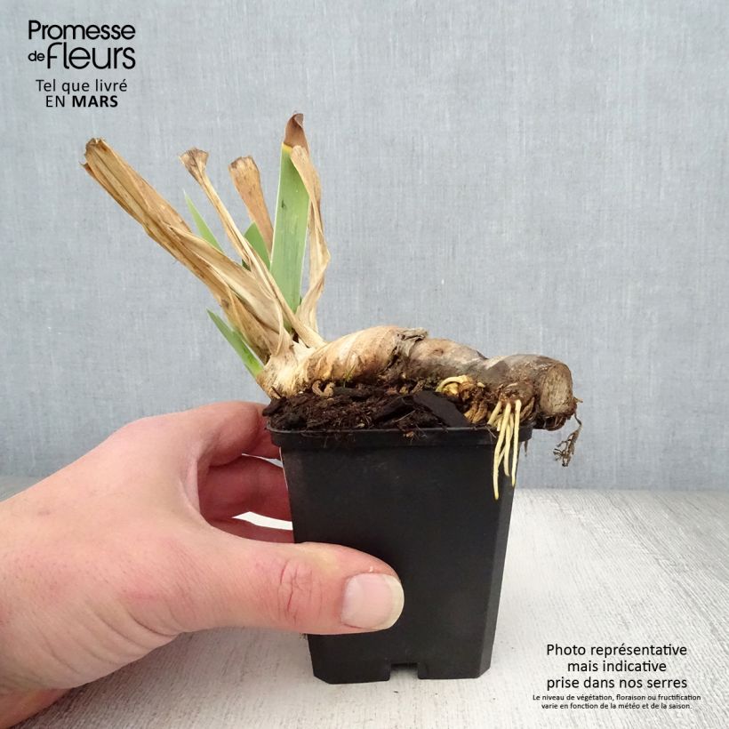 Spécimen de Iris germanica Mary Frances - Iris des Jardins Godet de 8/9 cm tel que livré au printemps