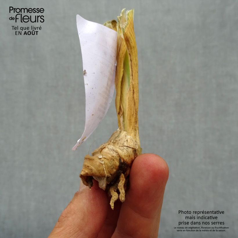 Spécimen de Iris germanica Michigan Pride - Iris des Jardins  Godet de 8/9 cm tel que livré en été