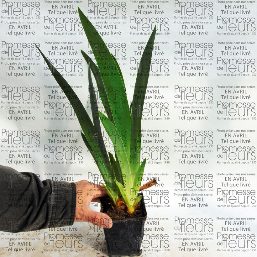 Exemple de spécimen de Iris germanica Millenium Falcon Godet de 8/9 cm tel que livré