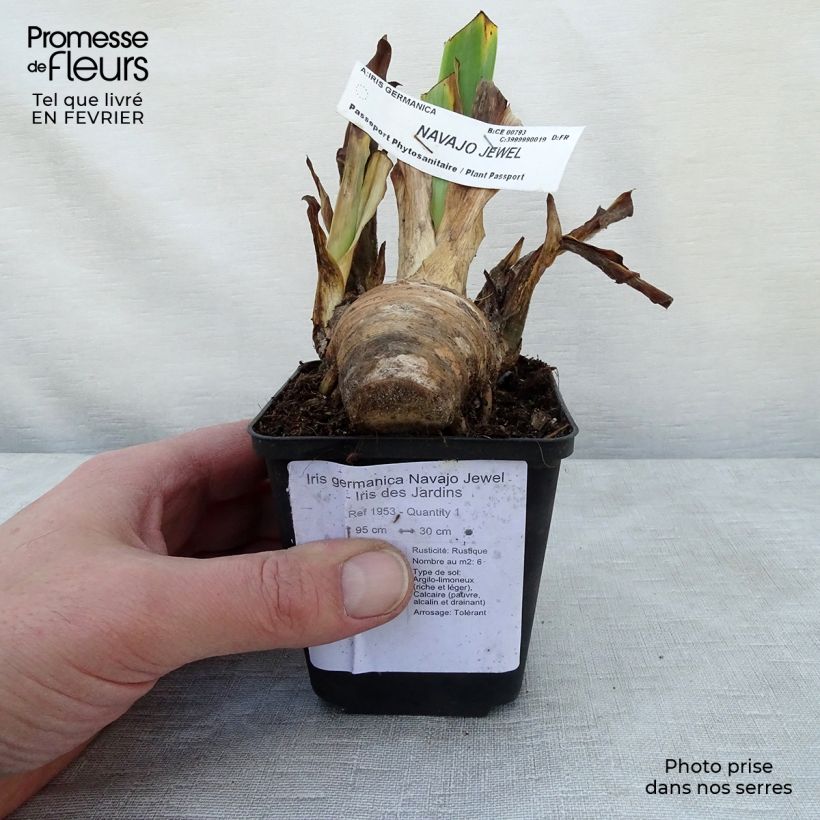 Spécimen de Iris germanica Navajo Jewel - Iris des Jardins Godet de 8/9 cm tel que livré en hiver