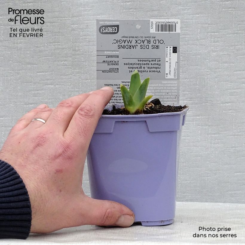 Spécimen de Iris germanica Old Black Magic Pot de 1L/1,5L tel que livré en hiver