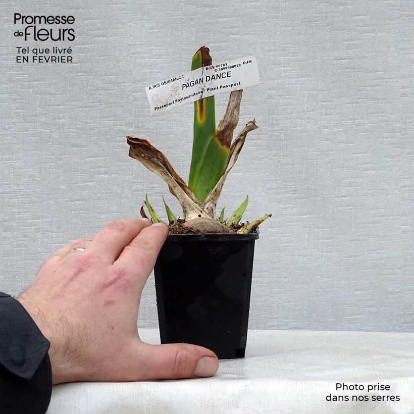 Spécimen de Iris germanica Pagan Dance - Iris des jardins Godet de 8/9 cm tel que livré en hiver