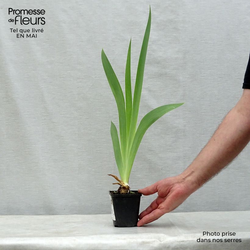 Spécimen de Iris germanica Patina - Iris des Jardins Godet de 8/9 cm tel que livré au printemps