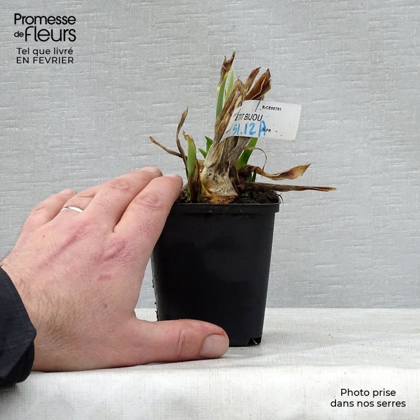 Spécimen de Iris germanica Petit Bijou - Iris des Jardins Lilliput Godet de 8/9 cm tel que livré en hiver