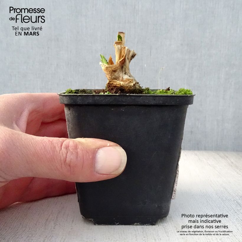 Spécimen de Iris germanica Petit Moment - Variegata Reginae - Iris des Jardins intermédiaire Godet de 8/9 cm, Calibre 4/6 tel que livré au printemps