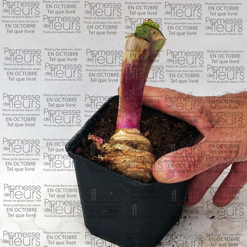 Exemple de spécimen de Iris germanica Play with Fire - Iris des Jardins. Godet de 8/9 cm tel que livré