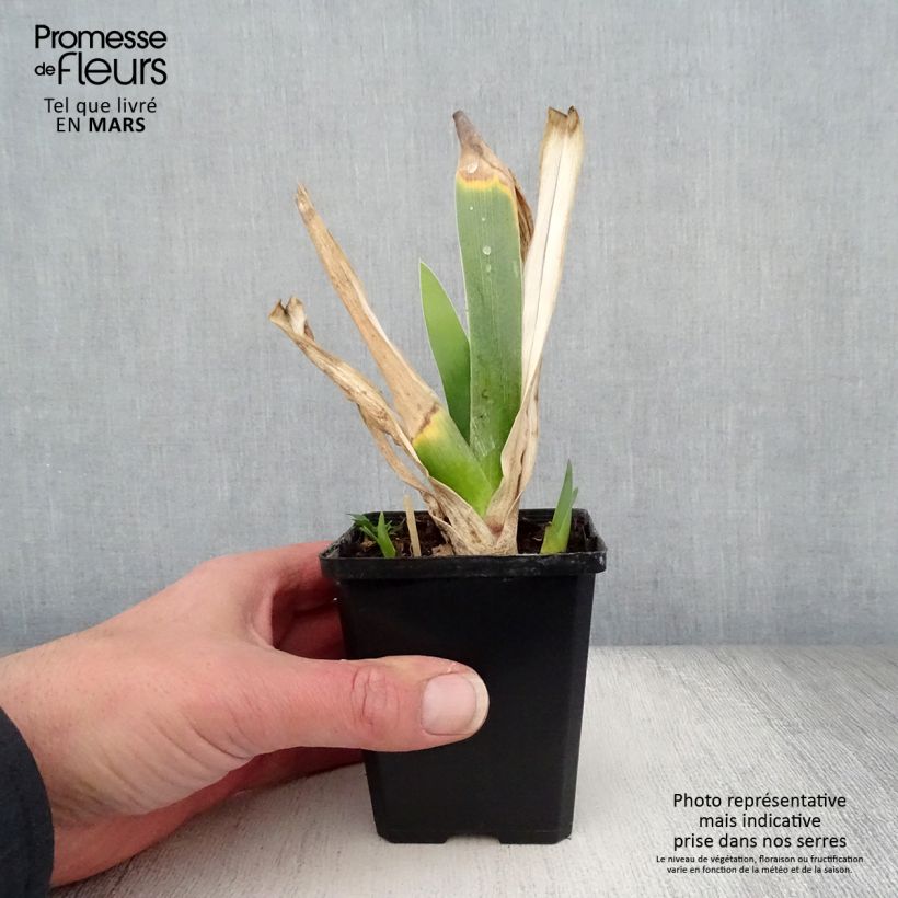 Spécimen de Iris germanica Poésie - Iris des Jardins Godet de 8/9 cm tel que livré au printemps